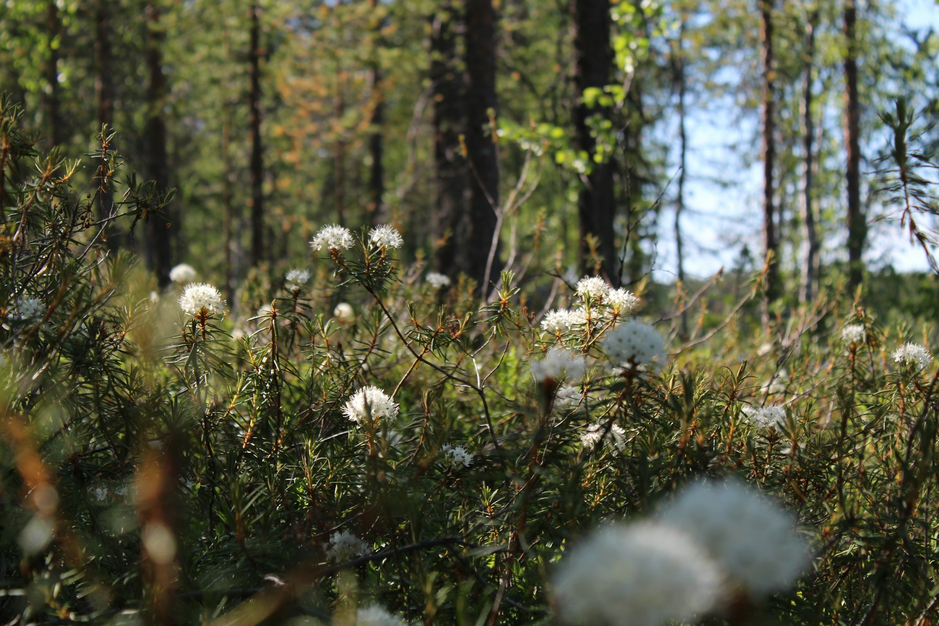 Non-toxic materials statistics — white wildflowers in a clean natural environment